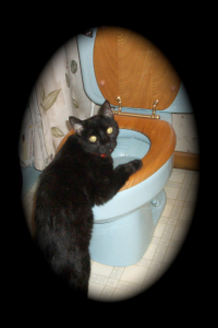 black cat, Vito, head in toilet