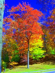brilliant autumn trees