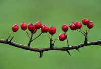 Hawthorn berries herb