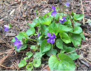 for the love of violets plant on brown ground