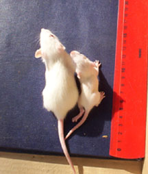 GMO fed mouse vs organic fed mouse