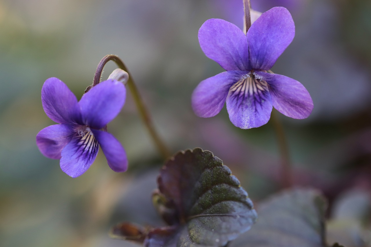 violets, flowers, purple